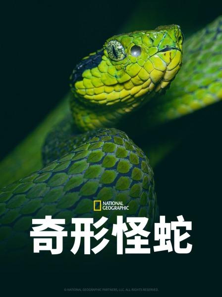 ﻿17吃瓜《奇形怪蛇》免费在线观看